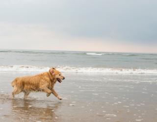 Isle of Palms pet friendly rentals