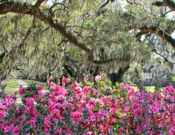 boone hall azaleas