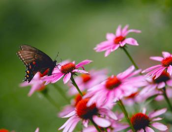 purple coneflower