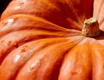 Pumpkin Patches Pumpkin Patch
