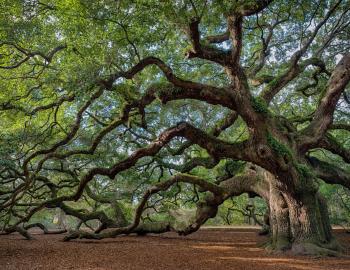 Yoga at The Angel Oak Yoga at Angel Oak