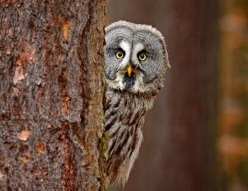 SEWE tickets on sale SEWE