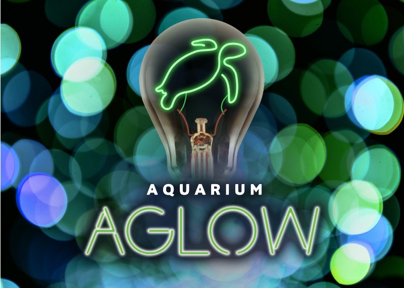 Aquarium Aglow at South Carolina Aquarium in Charleston holiday lights