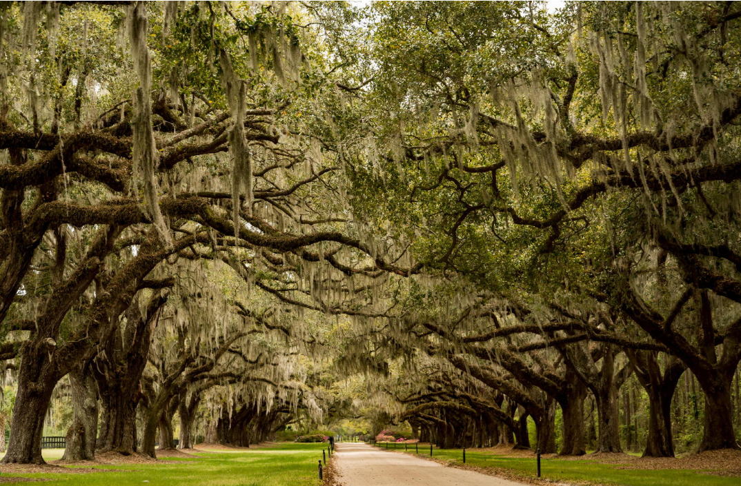 Boone Hall  -  Charleston’s favorite farm.