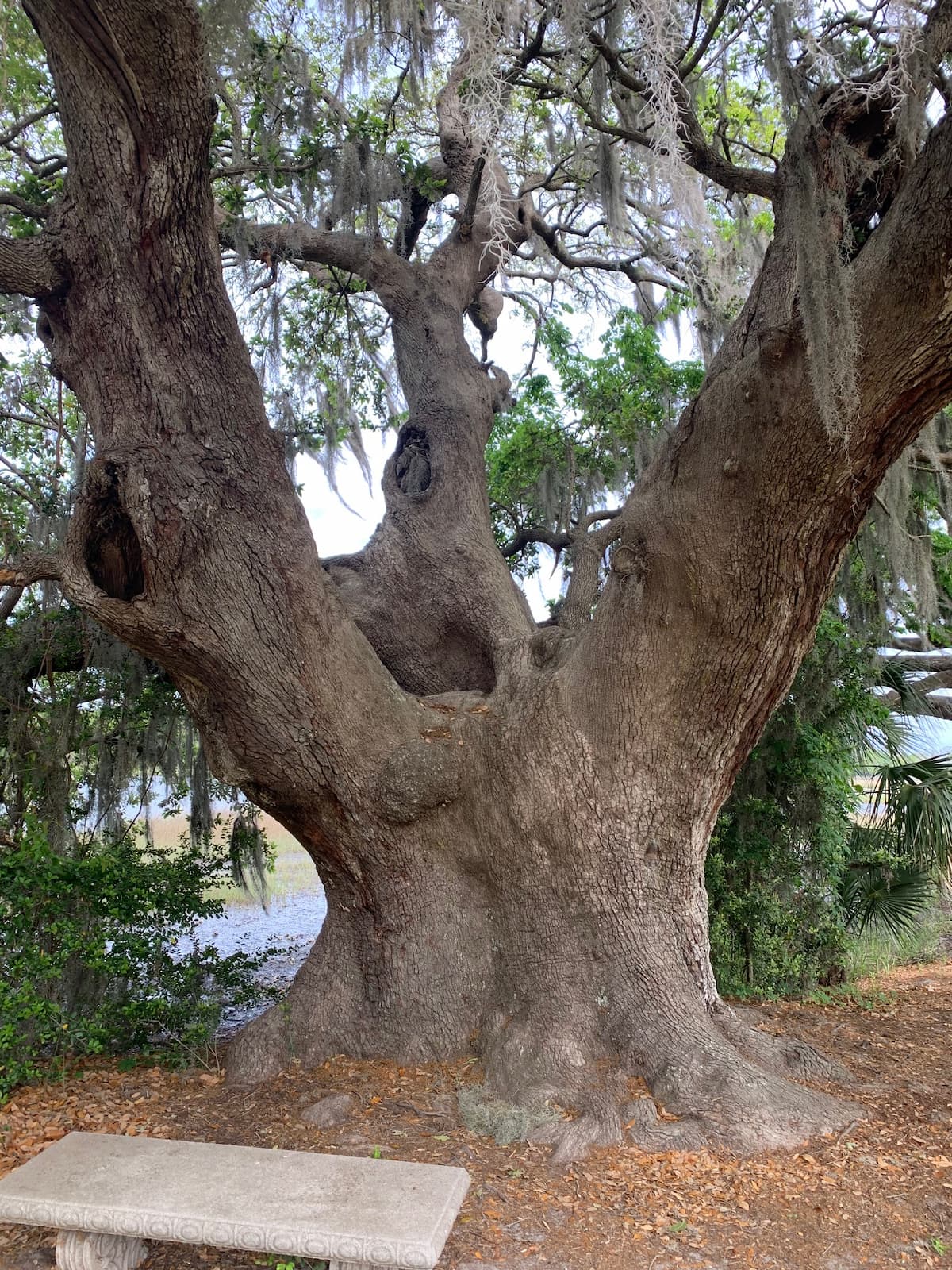 live oak tree