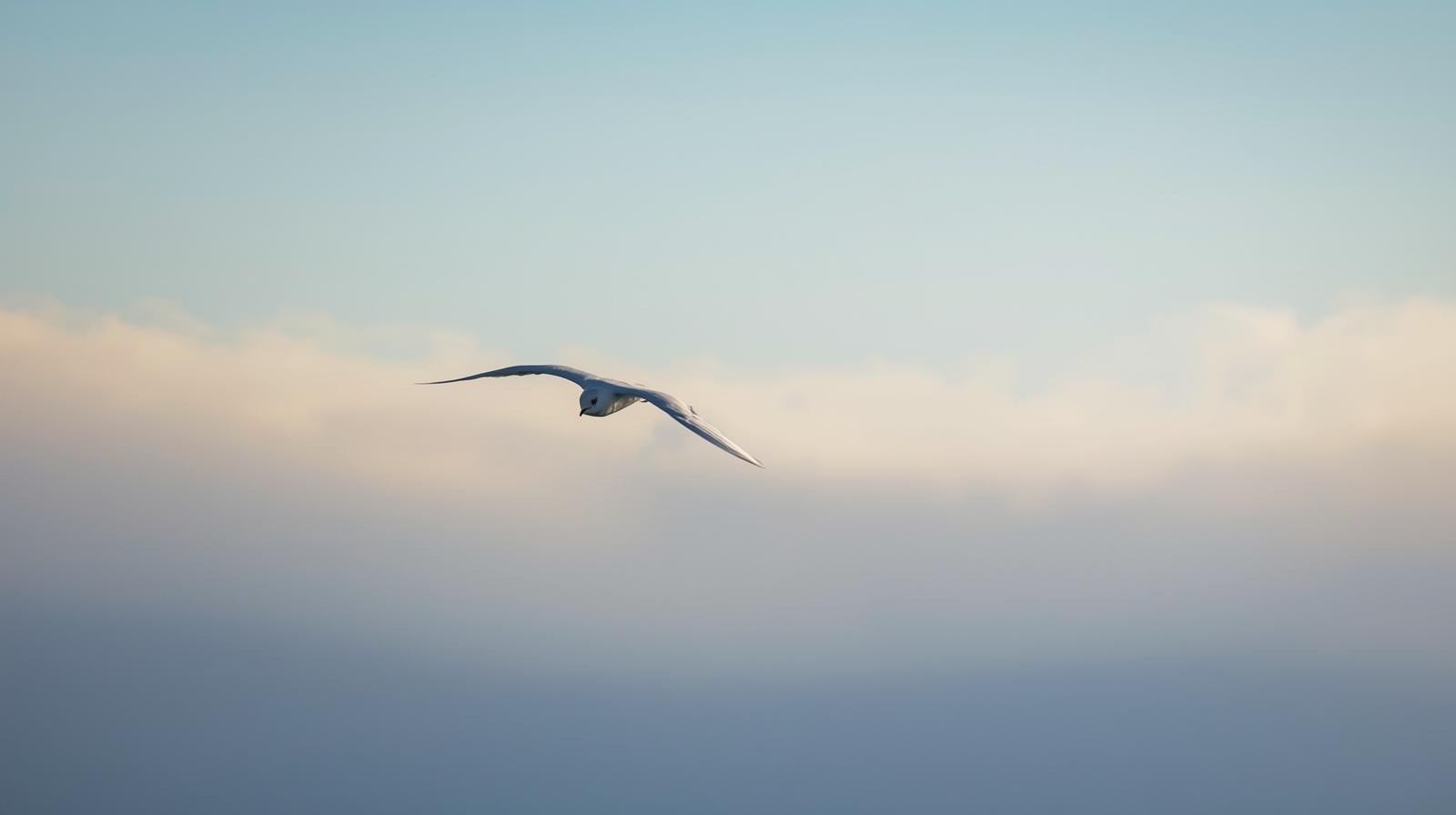 Snowbird Flying South for Winter Snowbird Flying South for Winter